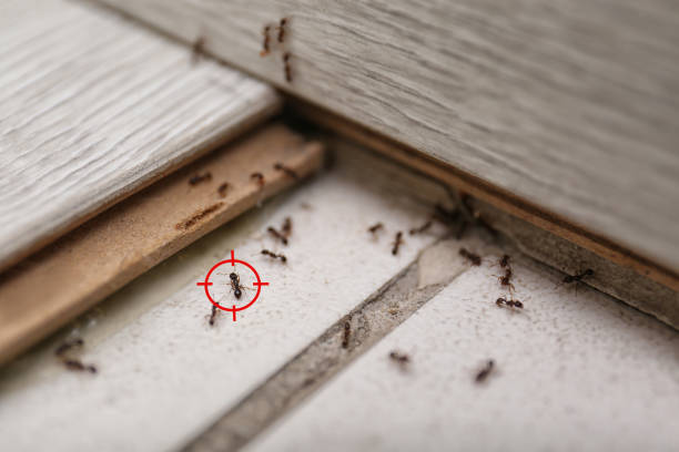 Best Flea Control Services  in Borden, IN