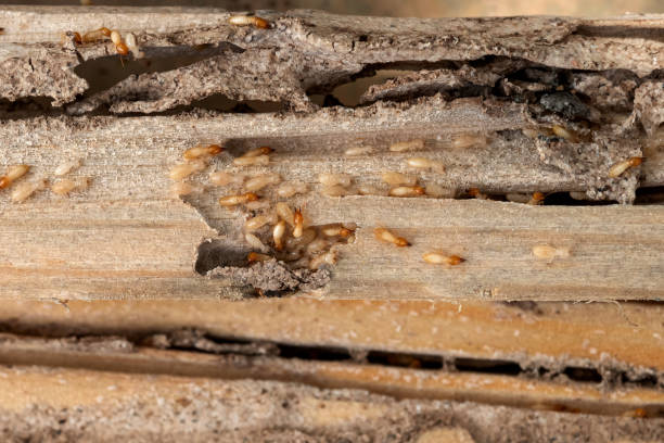 Best Bed Bug Extermination  in Borden, IN